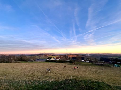 Pferdekoppel in der Abendstimmung